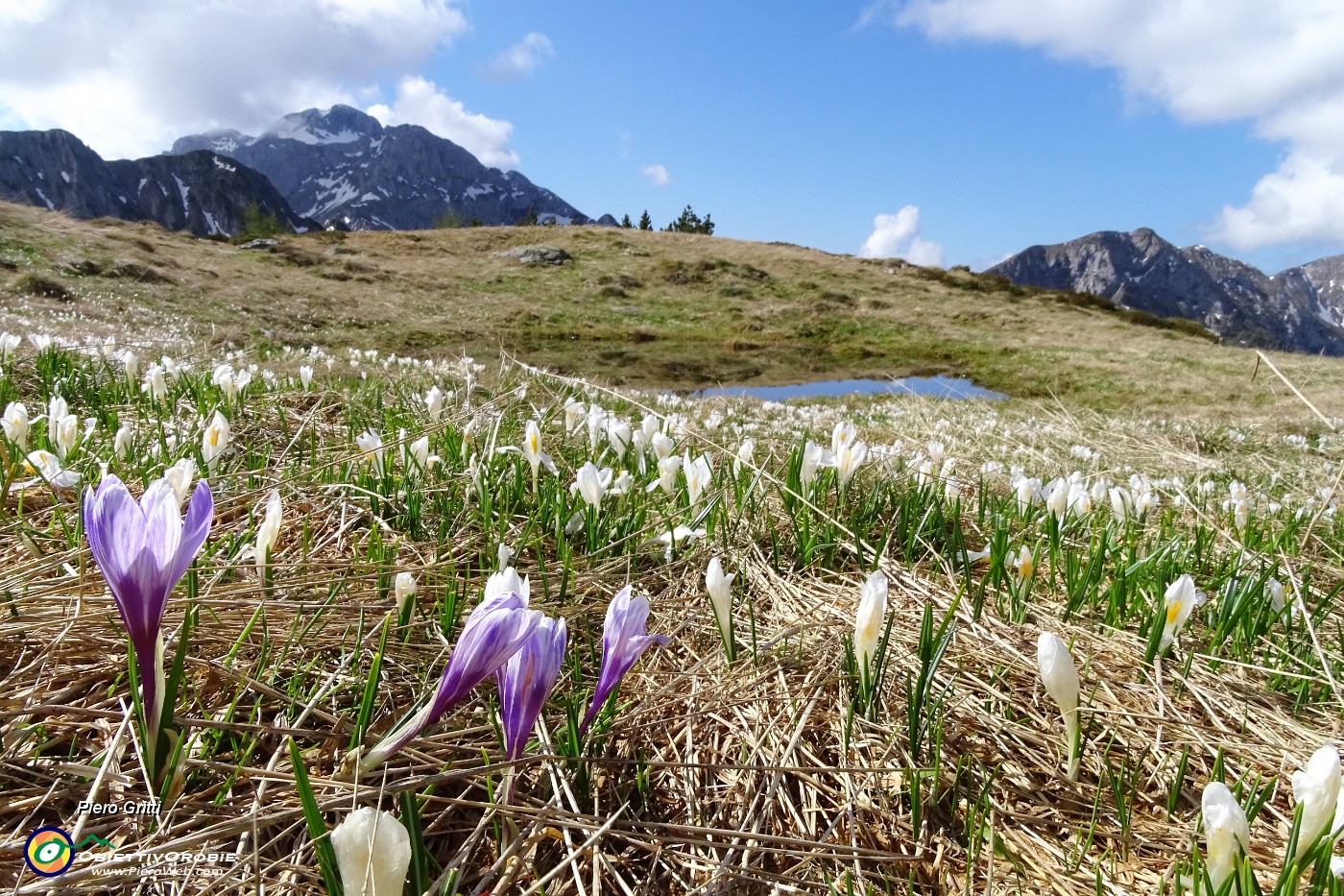 30 Pensavo di trovarli i crocus...eccoli !.JPG